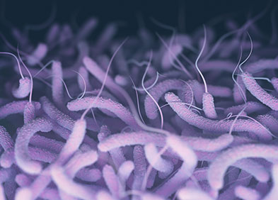 La bactérie du choléra, vibrio cholerae