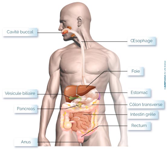 prostate gaz intestinaux