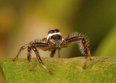 Piqûres d'araignée : symptômes, traitement, définition 