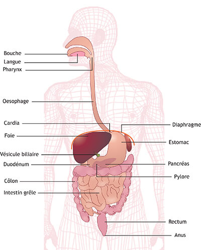 Causes cancer estomac