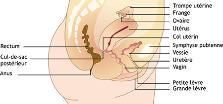 Descente D Organes Prolapsus Genito Urinaire Definition Traitement