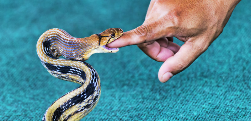 Maman varoise mordue par un serpent: ce qu'il faut faire en cas de