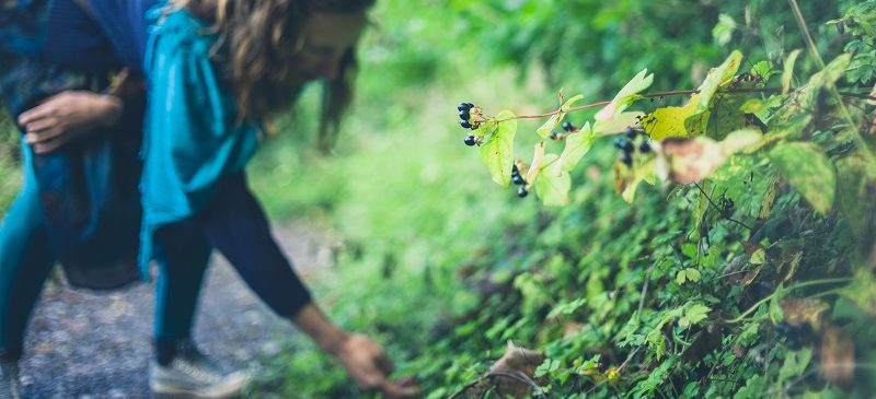 Ail des ours et colchique : hausse de cas d’intoxications graves induit par la confusion Ail des ours et colchique : hausse de cas d’intoxications graves induit par la confusion