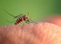 Chikungunya
