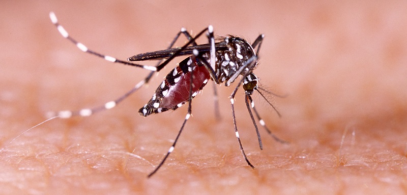 Virus Zika : trois cas autochtones signalés dans le Var
