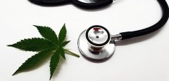 Le cannabis thérapeutique se fait attendre en rhumatologie