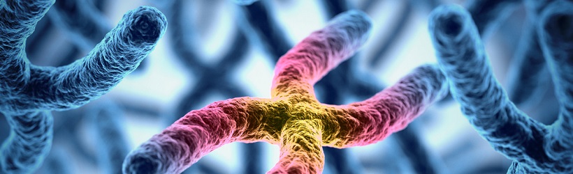 chromosomes-caryotype-humain