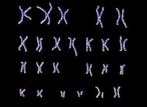 caryotype-humain-fiche