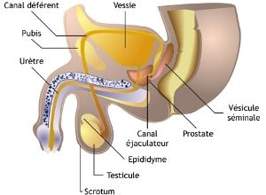 Varice pe testicule - este atât de periculos!