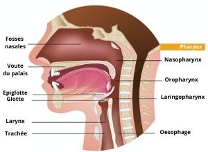 papillomavirus chez l homme cancer gorge vestibular papillae