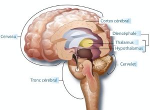 Rappel anatomique du cerveau par rapport à la maladie de Joubert