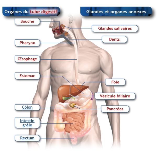 Cancer paroi abdominale symptome Papillomavirus douleur bas ventre, Varice rouge -