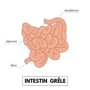 Schéma de l'intestin grêle