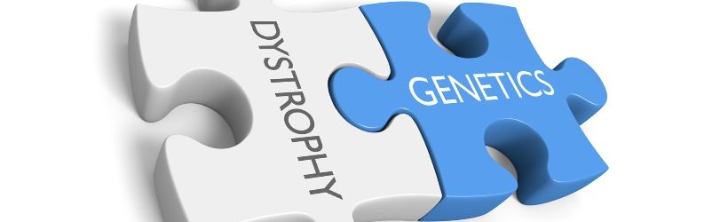 Bout de puzzle blanc avec inscrit "dystrophy" dessus emboîté avec une autre pièce de puzzle bleue avec écrit "genetics" dessus