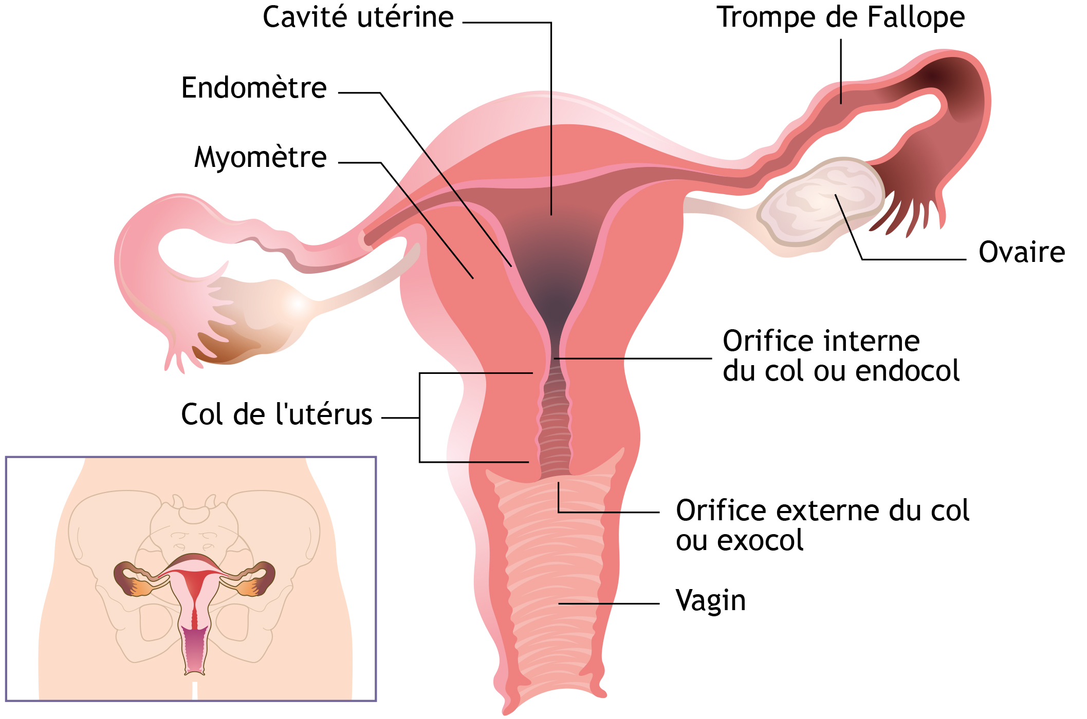 papillomavirus douleur bas ventre)