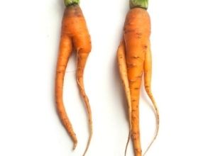 Deux carottes sur fond blanc