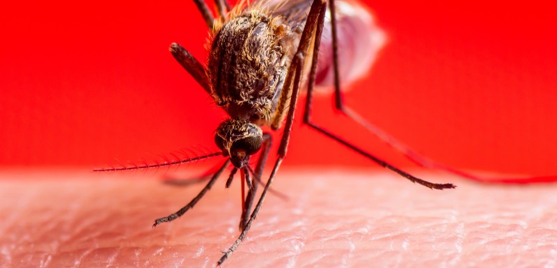 Les Moustiques Attires Par L Homme Et Par Certaines Couleurs