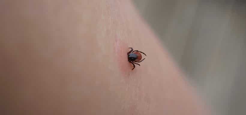 Maladie de Lyme, vers un vaccin dans quelques années ? Maladie de Lyme, vers un vaccin dans quelques années ?