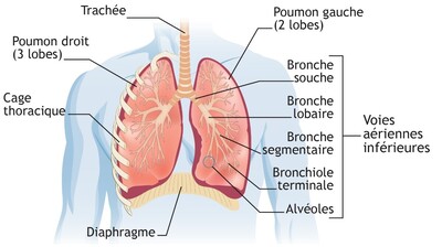 schéma des poumons