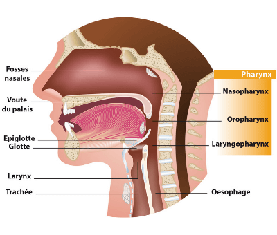 Maux de gorge : Définition, symptômes, diagnostic et traitement