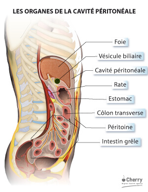 Les organes de la cavité péritonéale