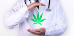 Lancement imminent du cannabis médical en France