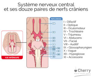 Traitement Neurochirurgical De La Névralgie Du Trijumeau M – ZKRJU
