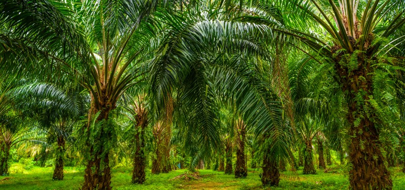 Effets de l'huile de palme sur la santé : quels dangers ?