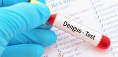 Mieux qu’un traitement contre la dengue, une bactérie préventive