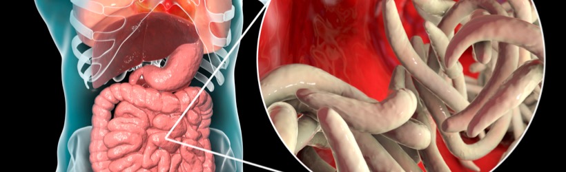 Vers intestinaux : Définition, symptômes, diagnostic et traitements