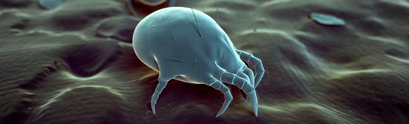 Allergie Aux Acariens Symptomes Et Traitements