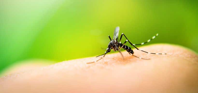 a mosquito carrying dengue fever