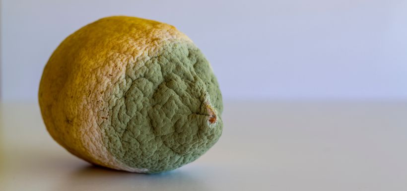 mycotoxines