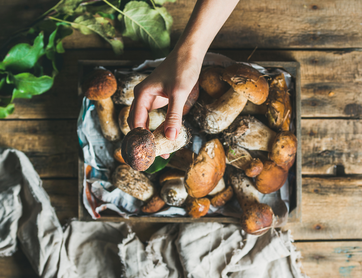récolte de champignons