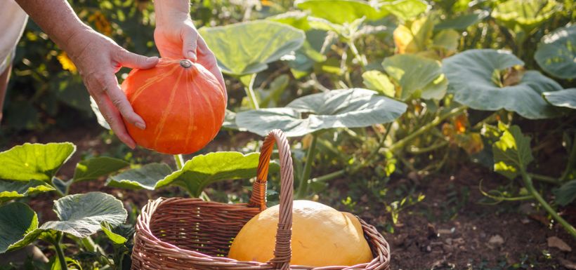 header article courges amères risques