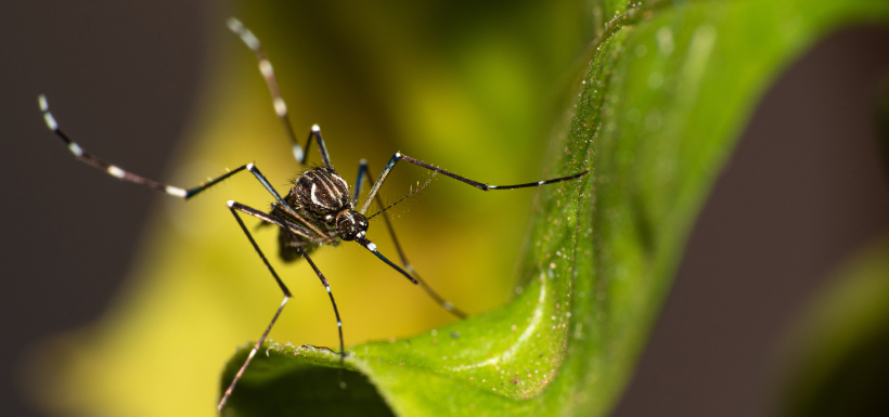 Chikungunya Chikungunya