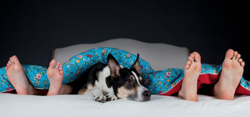 Taille article SSN (24) Les animaux de compagnie réduisent l'anxiété