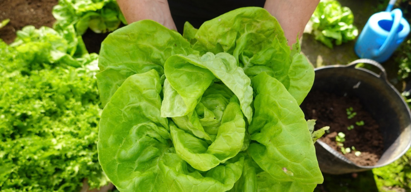 De la salade enrichi en vitamine B12.