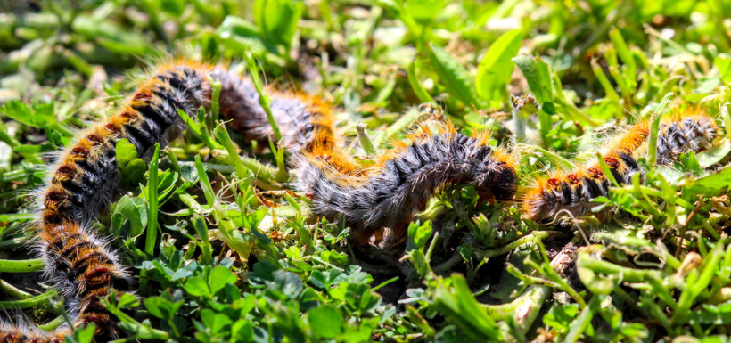 Le risque de nécrose est bien réel en cas de contact avec une chenille processionnaire.