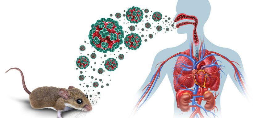 Hantavirus