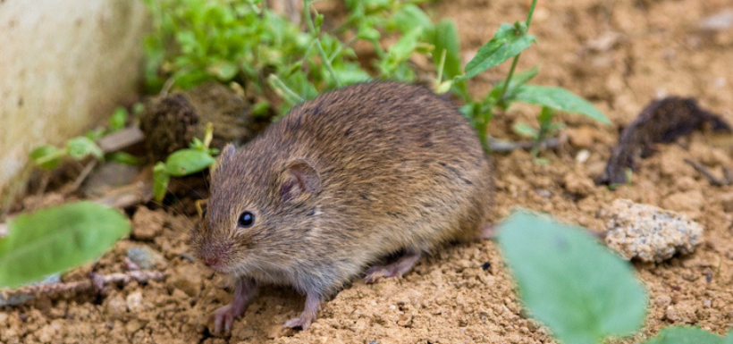 Hantavirus