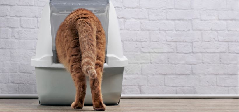 litière litières chats